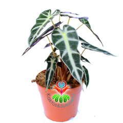 Alocasia Bambino Arrow-Ender Tür Fil Kulağı Bitkisi-10 cm saksıda