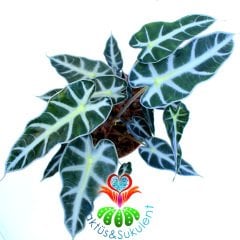 Alocasia Bambino Arrow-Ender Tür Fil Kulağı Bitkisi-10 cm saksıda