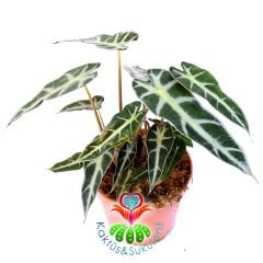 Alocasia Bambino Arrow-Ender Tür Fil Kulağı Bitkisi-10 cm saksıda