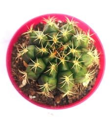 Gymnocalycium Eurypleurum-Beyaz Renk Çiçek açan Kızaran Kaktüs- -8,5 cm saksıda-Koleksiyon Ürünü Kaktüs