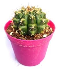 Gymnocalycium Eurypleurum-Beyaz Renk Çiçek açan Kızaran Kaktüs- -8,5 cm saksıda-Koleksiyon Ürünü Kaktüs