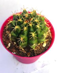 Gymnocalycium Eurypleurum-Beyaz Renk Çiçek açan Kızaran Kaktüs- -8,5 cm saksıda-Koleksiyon Ürünü Kaktüs