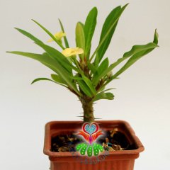 Sukulent,Euphorbia Milii Sarı Renk Çiçek 8 cm Saksıda-Çok Nadir-Çiçeği Üzerinde,Bezsiz Doğal Köklü
