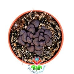 Aloinopsis Schooneesii-5,5 cm Saksıda-Sarı Renk Çiçek Açan Taş Kaktüs