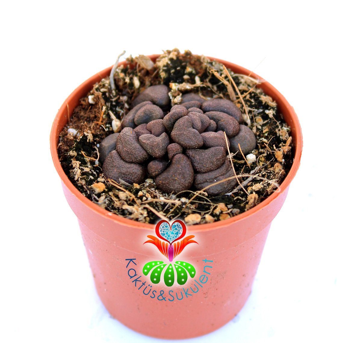 Aloinopsis Schooneesii-5,5 cm Saksıda-Sarı Renk Çiçek Açan Taş Kaktüs