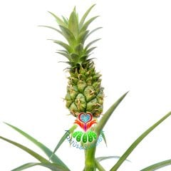 Ananas 'Elyne' Green-Tropik Ananas Ağacı Fidesi-35cm-14cm Saksıda-Meyveli