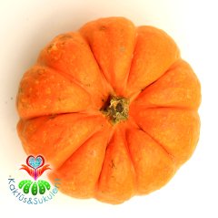 Minyatür Balkabağı Jack Be Little Şeker Balkabağı 15 cm Büyüklükte-Canlı-Teraryum Aksesuar