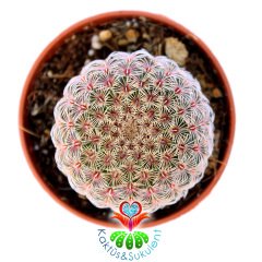 Echinocereus Pectinatus Rubispinus-5,5 cm Saksıda-Pembe Dikenli Nadir Tür Kaktüs