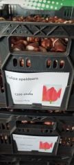 Kırmızı Lale Soğanı-Tulpen Red Apeldoorn-1 Adet Soğan-55 cm Büyüklükte Bitki Çıkarır
