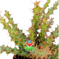 Kaktüs, Euphorbia Erigavensis-Nadir Tür-Minik Sarı Çiçek Açar -8,5 cm Saksıda