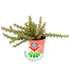 Kaktüs, Euphorbia Erigavensis-Nadir Tür-Minik Sarı Çiçek Açar -8,5 cm Saksıda
