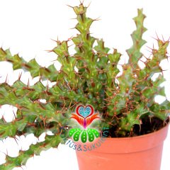 Kaktüs, Euphorbia Erigavensis-Nadir Tür-Minik Sarı Çiçek Açar -8,5 cm Saksıda