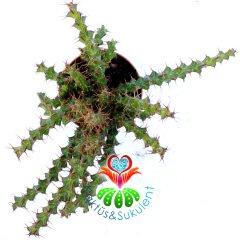 Kaktüs, Euphorbia Erigavensis-Nadir Tür-Minik Sarı Çiçek Açar -8,5 cm Saksıda
