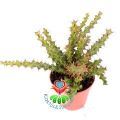 Kaktüs, Euphorbia Erigavensis-Nadir Tür-Minik Sarı Çiçek Açar -8,5 cm Saksıda