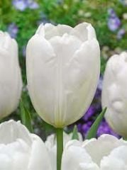 Beyaz Lale Soğanı-Tulpen White Apeldoorn-1 Adet Soğan-55 cm Büyüklükte Bitki Çıkarır