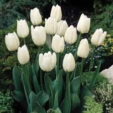 Beyaz Lale Soğanı-Tulpen White Apeldoorn-1 Adet Soğan-55 cm Büyüklükte Bitki Çıkarır