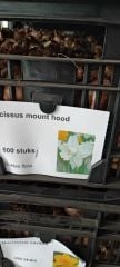 Beyaz Nergis Çiçeği Soğanı- Narcissus mount hood 1 Adet Soğan-50 cm Büyüklükte Bitki Çıkarır
