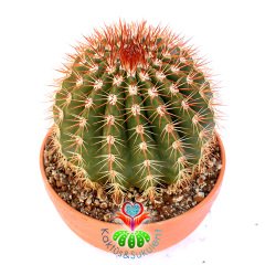 Melocactus Intortus subs. Broadwayi-Kırmızı Dikenli Yuvarlak Dev Kaktüs-20cm Büyüklükte