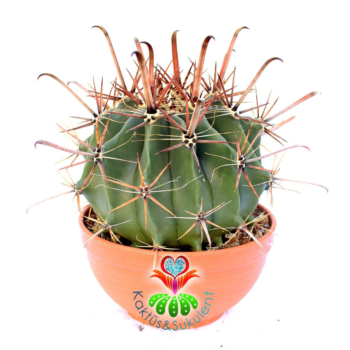 Ferocactus Rectispinus-Uzun Sıradışı Dikenli Dev Kaktüs-20 cm Büyüklükte