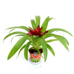 Guzmania Theresa, Guzmanya- Bordo Ucu Turunucu Yıldız Çiçekli-20+ cm Genişlik-8 cm saksı
