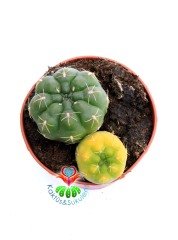 Gymnocalycium Baldianum  Hybrid x Variegata -Kış Mevisinde Sarı Renk Dokulu 8,5 cm Saksılı Nadir Kaktüs