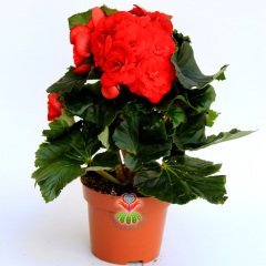 Yumrulu Begonya Tubeous Begonia- Kırmızı Renk Muhteşem Çiçekli Begonia Tuberhybrida Sukulent, Kaktüs