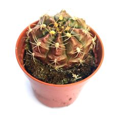 Gymnocalycium Anisitsii subs. Damsii-Pembe Renk Çiçek Açar-5,5cm Saksıda