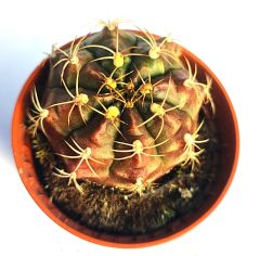 Gymnocalycium Anisitsii subs. Damsii-Pembe Renk Çiçek Açar-5,5cm Saksıda