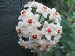 Mum Çiçeği-Hoya Carnosa- Mis Kokulu Çiçekler Açar-12 cm Saksıda-25+ cm Uzunlukta