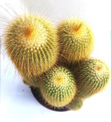 Notocactus Leninghausii (Parodia) Kaktüs 10,5 cm Saksı Dolusu