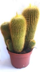 Notocactus Leninghausii (Parodia) Kaktüs 10,5 cm Saksı Dolusu