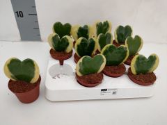 Renkli Kalp Sukulent, Hoya Kerrii Variegate - 5,5 cm Saksıda-Mum Çiçeği-Mis Kokulu Çiçek Açar- 5,5 cm Saksıda Yaşayan Kalp