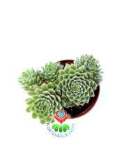 Sukulent,Sempervivum Tectorum-Soğuğa ve Güneşe Dayanıklı Tür-5,5 cm Saksıda-Teraryum,Kaktüs