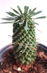 Euphorbia Sotetsu Kirin 13 cm Saksıda Nadir Tür Palmiye Görünümlü Kaktüs Sukulent