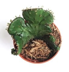 Euphorbia leucodendron f. cristata 5,5 cm Saksıda Özel Tür İthal