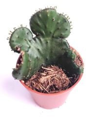 Euphorbia leucodendron f. cristata 5,5 cm Saksıda Özel Tür İthal