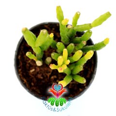 Sukulent, Rhipsalis Baccifera-Sarkan Tür Beyaz Renk Çiçek Açar-5,5 cm Saksıda-Teraryum,Kaktüs