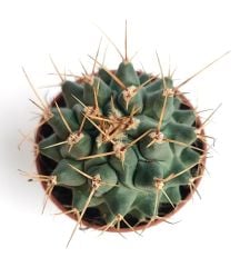 Thelocactus Nidulans 8,5 cm saksıda Nadir Tür Koleksiyon Kaktüsü