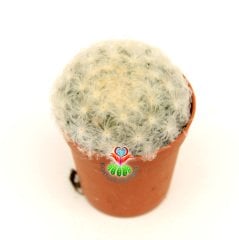 Pamuk-Yün Dikenli-Kaktüs,Mammillaria Plumosa-Özel Tür 5,5 cm Saksıda