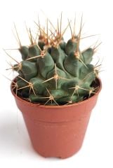 Thelocactus Nidulans 8,5 cm Saksıda Özel Tür Koleksiyon Kaktüsü
