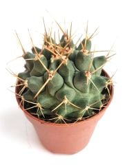 Thelocactus Nidulans 8,5 cm Saksıda Özel Tür Koleksiyon Kaktüsü