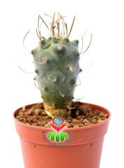 Turbinicarpus Schmiedickeanus subs. Macrochele 5,5 cm saksıda Özel Koleksiyon Türü Kaktüs