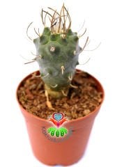 Turbinicarpus Schmiedickeanus subs. Macrochele 5,5 cm saksıda Özel Koleksiyon Türü Kaktüs