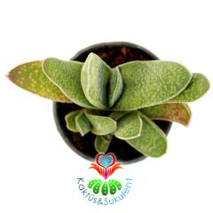 Sukulent,Gasteria Gracilis-Sert Yapraklı Çok Dayanıklı Tür-Yavrulu -5,5 cm Saksıda-Teraryum,Kaktüs