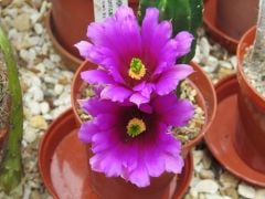 Echinocereus Morricalli-Parlak Canlı Renkli Muhteşem Tür-8,5 cm saksıda-Mor Çiçek Açar(Şuan Çiçeksizdir)