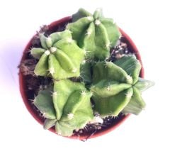 Echinocereus Morricalli-Parlak Canlı Renkli Muhteşem Tür-8,5 cm saksıda-Mor Çiçek Açar(Şuan Çiçeksizdir)