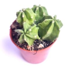 Echinocereus Morricalli-Parlak Canlı Renkli Muhteşem Tür-8,5 cm saksıda-Mor Çiçek Açar(Şuan Çiçeksizdir)