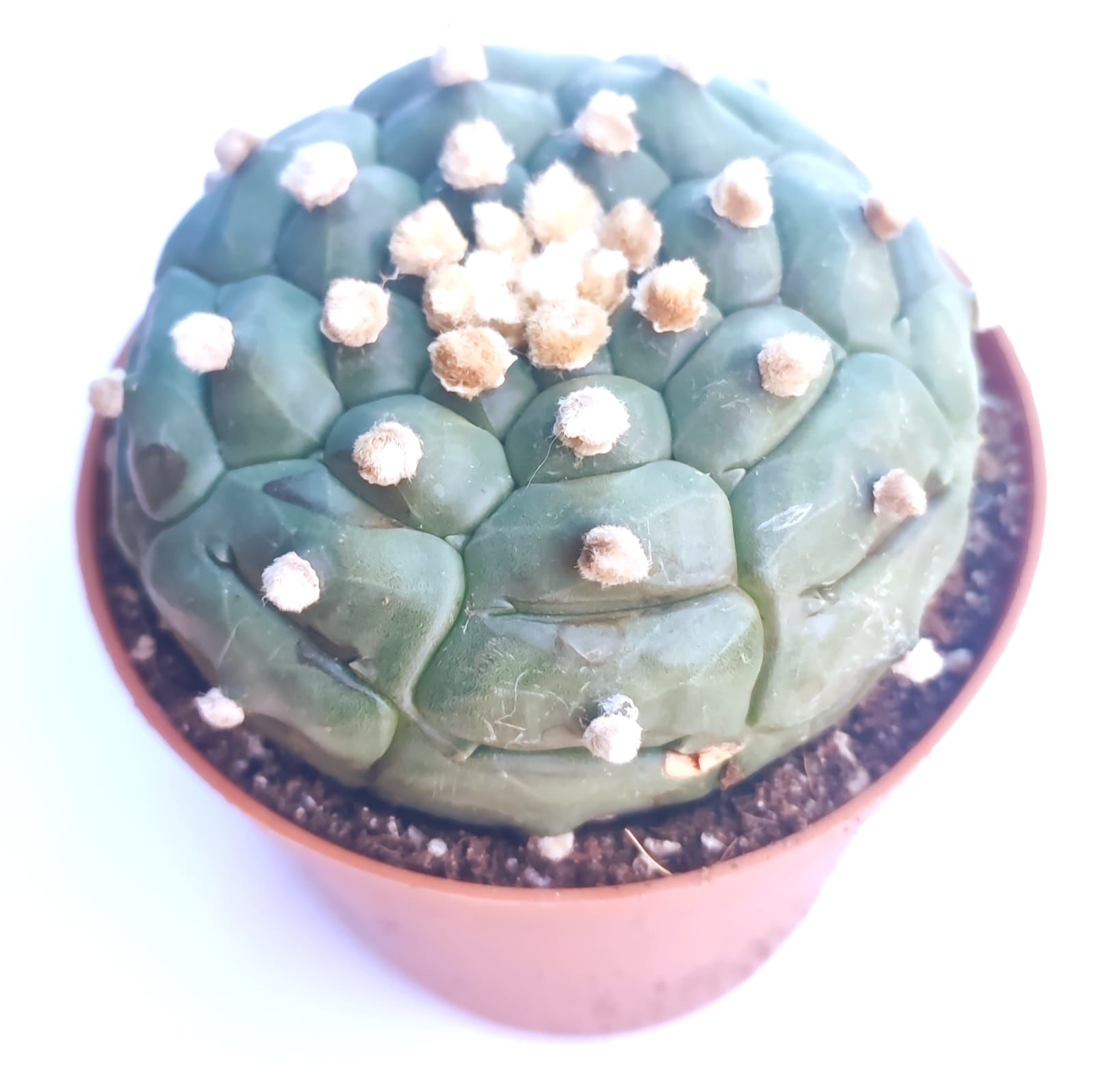Astrophytum Asterias Kikko Turtle -  Koleksiyonluk 8 cm Çapında Astro Nadir Tür Kaktüs 8,5 cm saksılı