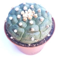 Astrophytum Asterias Kikko Turtle -  Koleksiyonluk 8 cm Çapında Astro Nadir Tür Kaktüs 8,5 cm saksılı