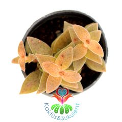 Sukulent,Crassula Alpestris-Turuncu-Pembe Tonlarında Yapraklı- 5,5 cm Saksıda-Teraryum,Kaktüs